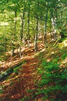 La for&ecirc;t autour de Vizzavona